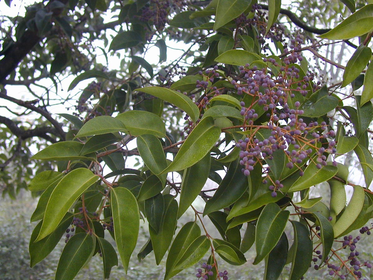 Ligustrum lucidum